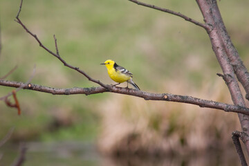 Yellow wagtail on a tree