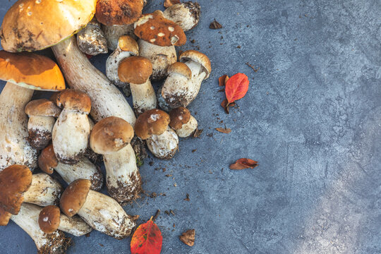Autumn fall composition. Raw edible mushrooms Penny Bun on dark black stone shale background. Ceps over gray table. Cooking delicious organic mushroom gourmet food. Flat lay top view copy space