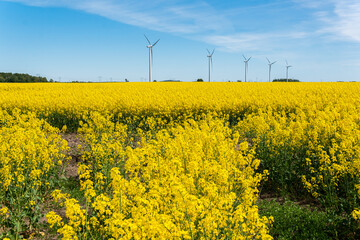 Sweden, Kristianstad &ndash; May 17, 2022: Huge wind turbines, electrical energy generators in a field outdoors, blue sky. 