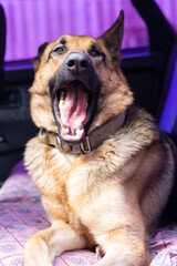 German Shepherd lies in the car and yawns. Beautiful young German Shepherd girl in the back seat of...