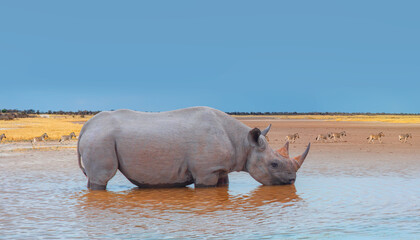 Rhino drinking water from a small lake - Amazing Zebras running across the African savannah at...