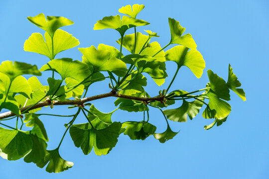 Ginkgo tree (Ginkgo biloba) or gingko with brightly green new leaves against blue sky. Selective close-up. Fresh wallpaper nature concept. Place for your text