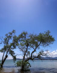 Obraz premium tree in the water