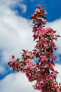 Purple flowers of Apple Malus 'Makowieckiana' against blue sky with white clouds. Dark pink blossoms in spring garden. This tree is a hybrid of  'Niedzwetzkyana' apple tree. Selective focus