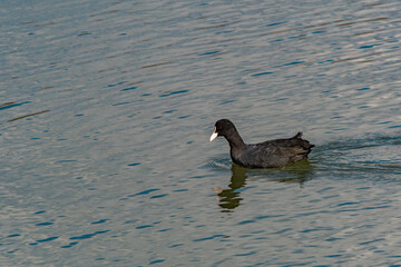 Common coot Fulica Atra swimming in the pond