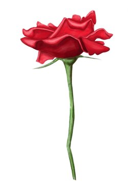 Beautiful scarlet rose with thorns and stem. 
Illustration, beautiful picture, Valentine’s Day.