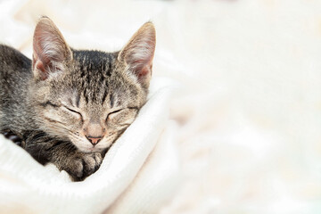 Fototapeta na wymiar Little gray kitten sweetly sleeps on bed