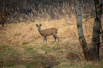 Male roe deer on a meadow in front of a forest.