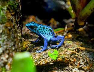 Abwaschbare Fototapete Blue-Poison-Dart-Frog (Dendrobates-azureus) resides in Northeastern-South-America © karlo54