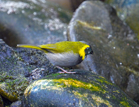 Cuban grassquit (Tiaris canorus)