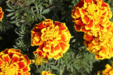 秋の日本の庭に咲く黄色とオレンジ色の複色のマリーゴールドの花