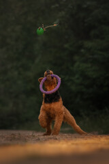 Airedale terrier dog playing with a toy