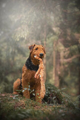 Airedale terrier dog playing with a toy