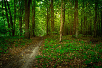 Obraz premium Path in the mysterious green deciduous forest, Zarzecze, Poland