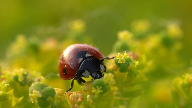 Ladybird in the yellow flover, spring wildlife in nature. Coccinella septempunctata, seven-spot lady bird, red black insect in the green vegetation, Bile Karpaty in Czech Republic. Ladybug nature.