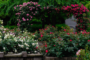 Fototapeta na wymiar 東京の赤坂6丁目の薔薇の花園