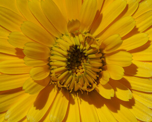 Open Yellow Chamomile