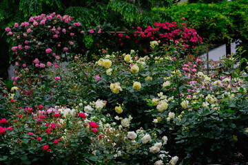 東京の赤坂6丁目の薔薇の花園
