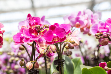 Colored Phalaenopsis and green leaves，Phalaenopsis aphrodite Rchb. F.
