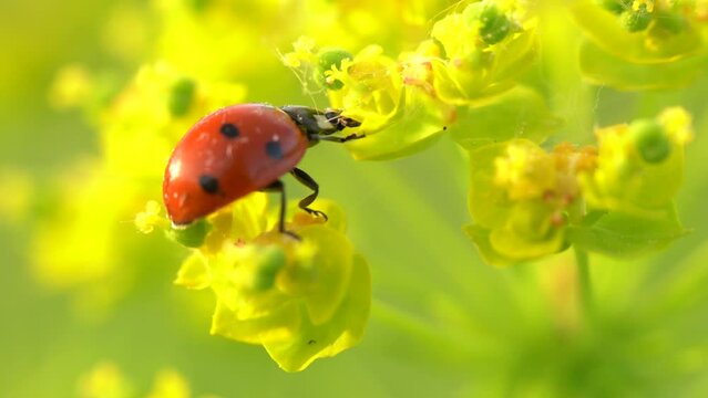 Ladybird in the yellow flover, spring wildlife in nature. Coccinella septempunctata, seven-spot lady bird, red black insect in the green vegetation, Bile Karpaty in Czech Republic. Ladybug nature.