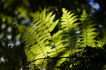 Close up of sunlight on fern 