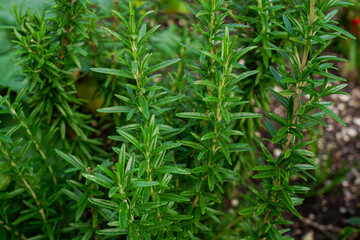 Close up of rosemary herb plant