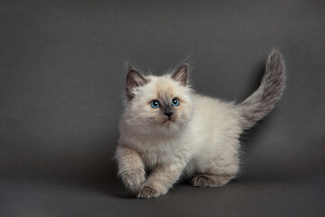 Cute fluffy kitten against gray background. Space for text - obrazy, fototapety, plakaty
