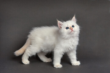 Cute fluffy kitten against gray background. Space for text