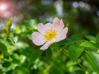 Close-up shot of wild rose flower on a sunny spring day