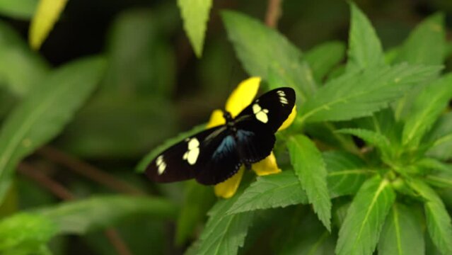Butterfly, wildlife nature. Heliconius doris, Doris longwing,  butterfly from Costa Rica in Central America. Heliconius, beautiful insect sitting on the green leave in the nature. 