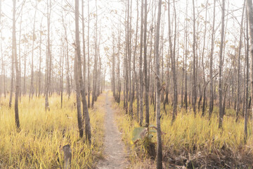 Misty morning in the teak forest