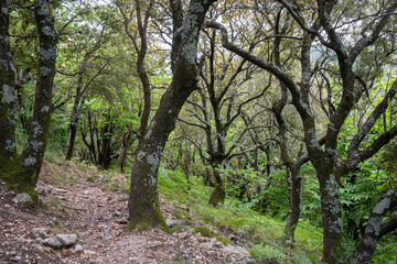 Fototapeta na wymiar Bright holm oak forest in the southern French Cevennes