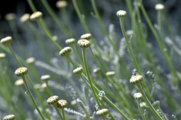 Heiligenkraut im Frühjahr