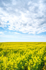 Colorful spring landscape. Yellow field of flowering rape with a cloudy blue sky. Natural landscape in Hungary, Europe