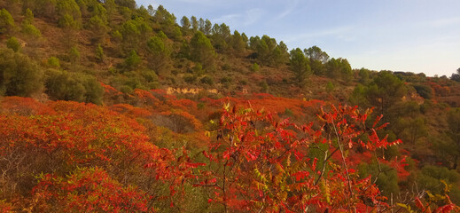 Sumac (Rhus) in autumn, also called "zumaque" in Navarre.