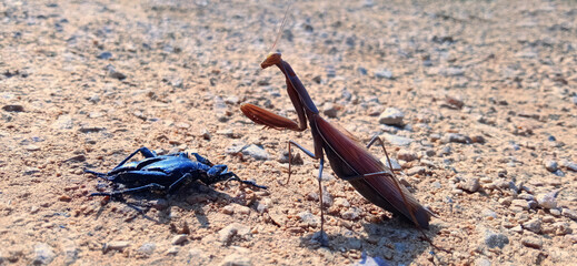 Praying mantis about to devour a dead beetle.