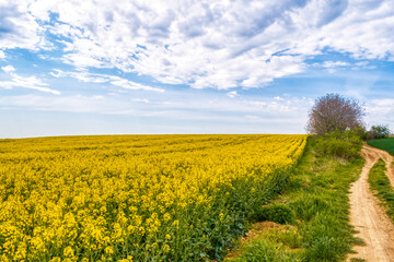 Colorful spring landscape. Yellow field of flowering rape with a cloudy blue sky. Natural landscape in Hungary, Europe