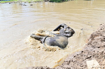 Ban Chang Ban Ta Klang, tourists see the way of life Of people in the community and elephants...