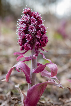 Common Butterbur