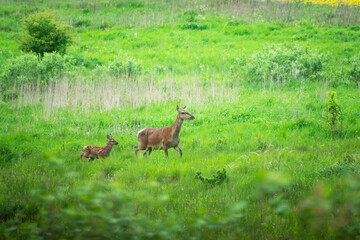 Naklejka na ściany i meble A hind and a young red deer running through a meadow