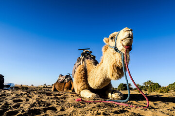 smiling camel in the desert, photo as background