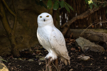 Fototapeta premium The Snowy Owl, Bubo scandiacus is a large, white owl of the owl family