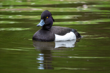 The tufted duck, Aythya fuligula, a diving duck swimming on a Lake at Munich