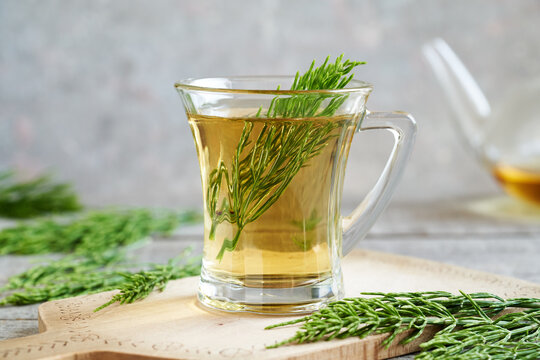 Fresh horsetail plant in a cup of horsetail tea