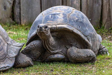 Aldabra giant tortoise, Curieuse Marine National Park, Curieuse, Seychelles