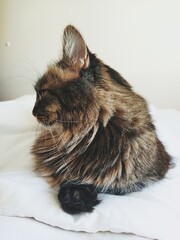 cat on the bed - 505656568