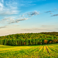 Meadow in the hungarian countryside in spring