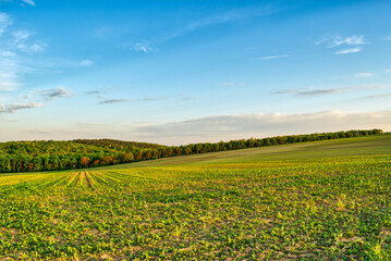 Meadow in the hungarian countryside in spring