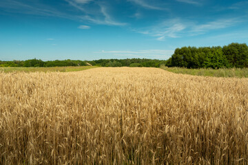 Field of triticale, green forest and blue sky