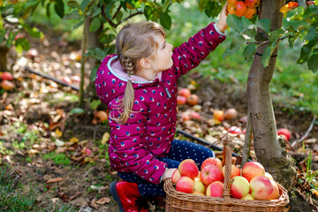 Little preschool girl in colorful clothes with basket of red apples in organic orchard. Happy...